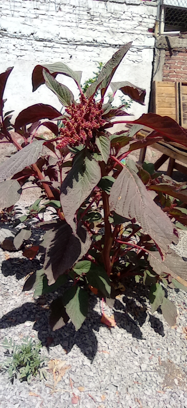 Planta de amaranto creciendo, símbolo de vida y nutrición.